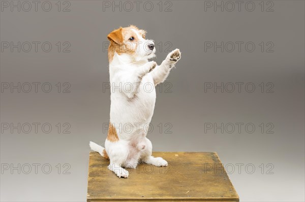 Purebred Jack Russell posing in the studio and looking at the camera.