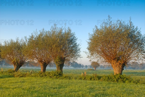 Pollarded willows