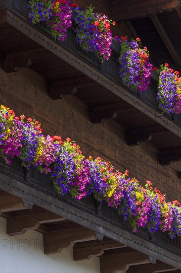 Summer flowers