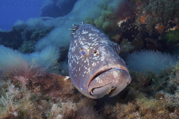 Portrait of dusky grouper