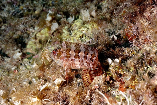 Tompot blenny