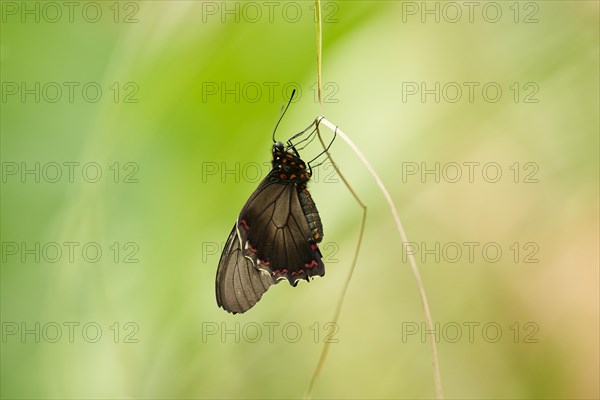 Gold rim swallowtail