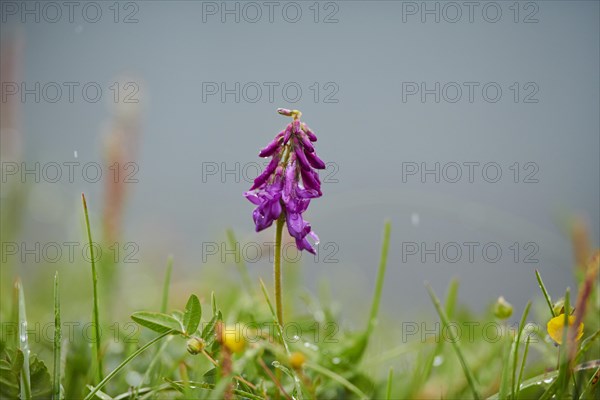 Alpine sainfoin