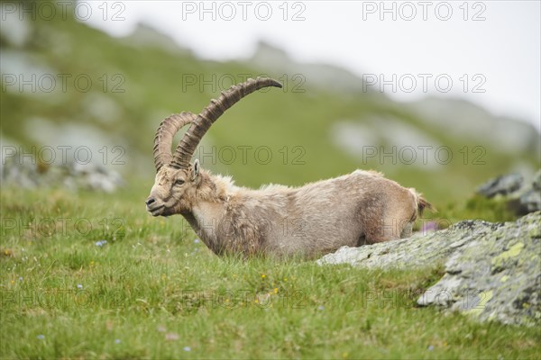 Alpine ibex