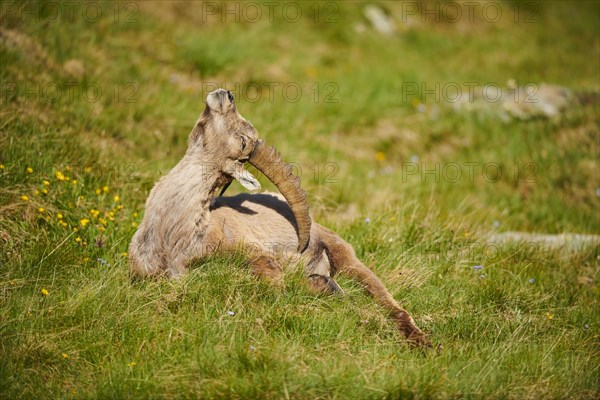 Alpine ibex