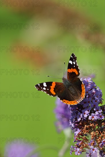 Red admiral