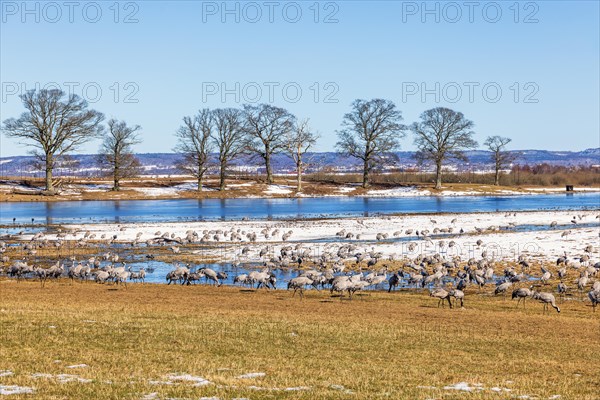 Flock of Cranes