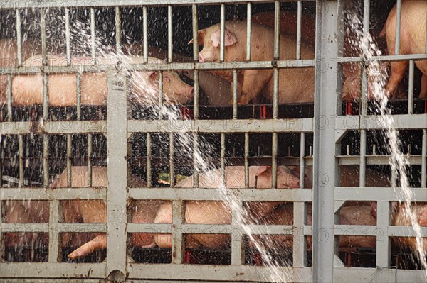 Pigs behind metal bars on a transport truck being splashed with water