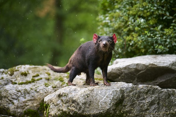 Tasmanian devil