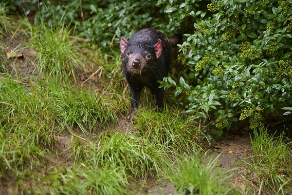 Tasmanian devil