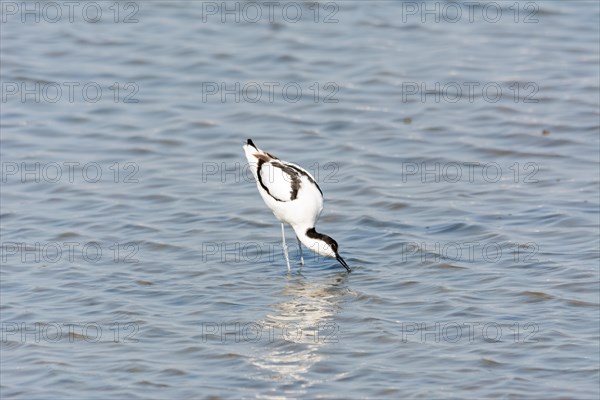 Water bird