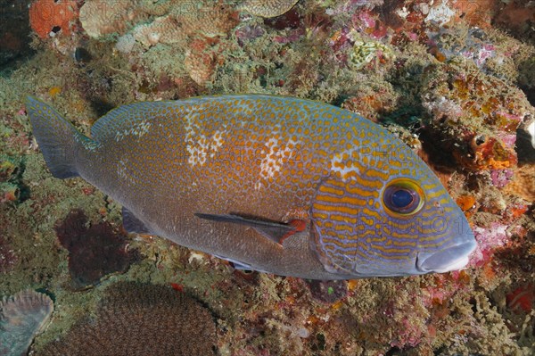 Orange spotted sweetlips