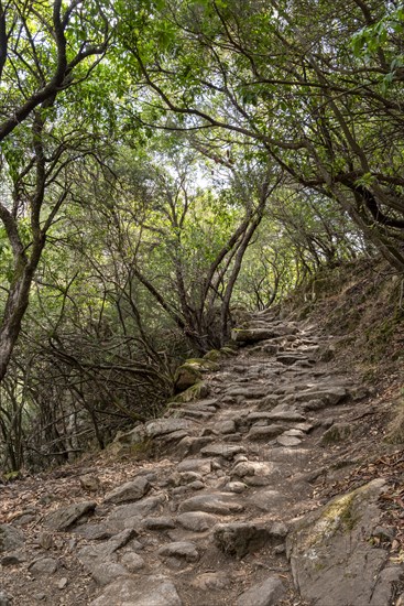 Hiking trail through light-flooded forests above the Spelunca Gorge between Ota and Elisa