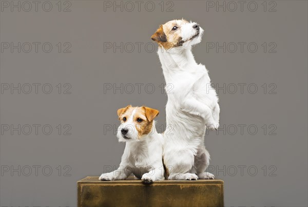 Two purebred jack russell posing in a studio.