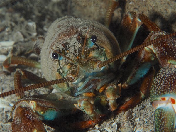 Portrait of signal crayfish