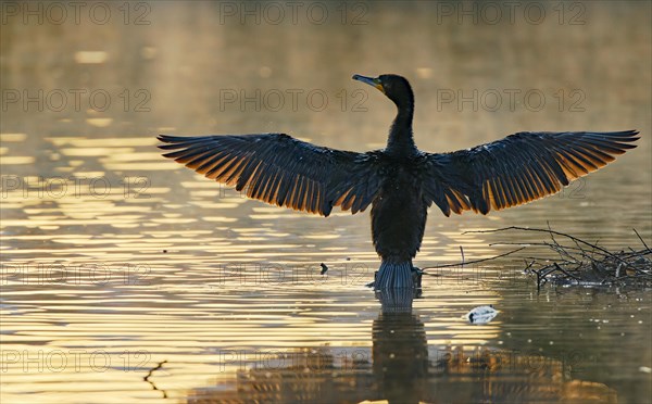 Great cormorant