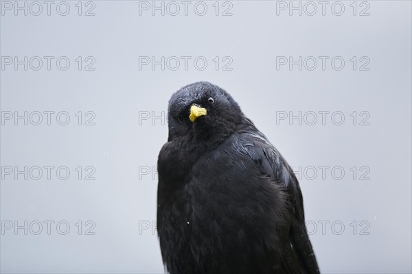 Yellow-billed chough