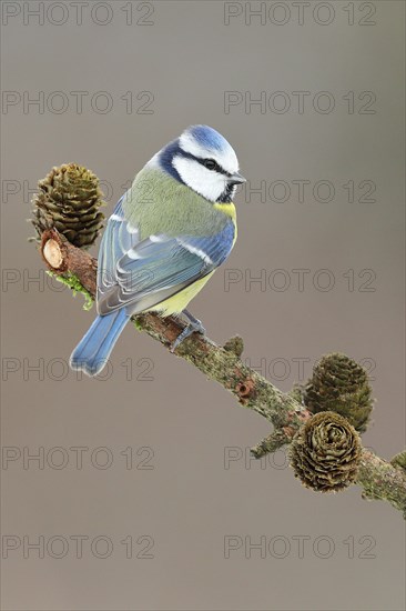 Blue tit