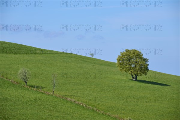 Meadow with beech tree in spring