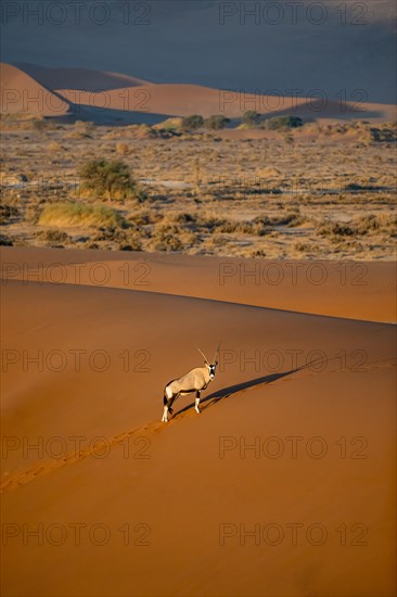 Oryx antelope standing on a red sand dune