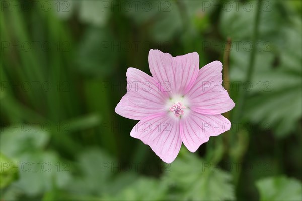 Mallow