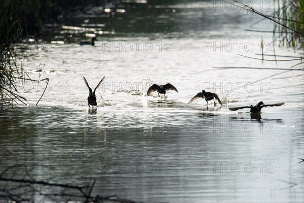 Common coot