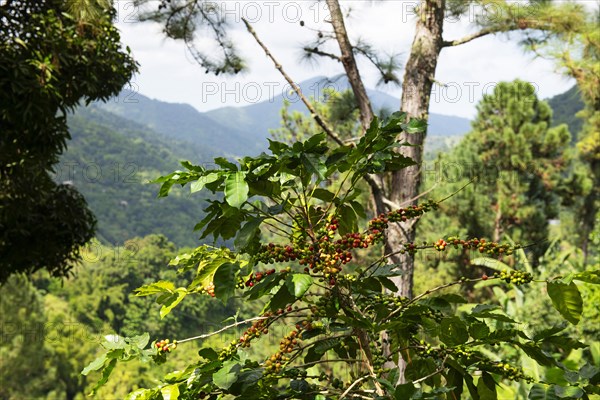 Coffee bushes in the Blue Mountains