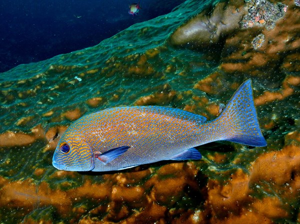 Orange-spotted sweetlips