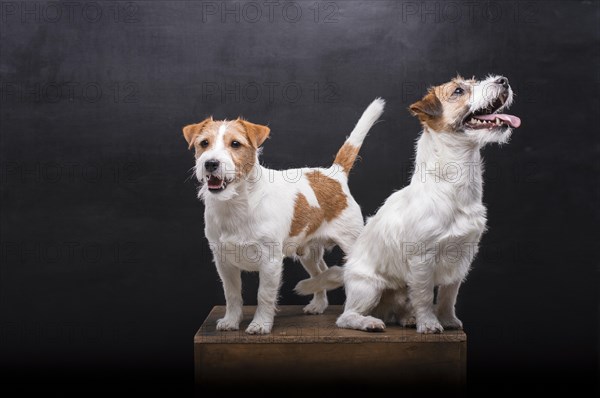 Two charming Jack Russell posing in a studio on a black background.