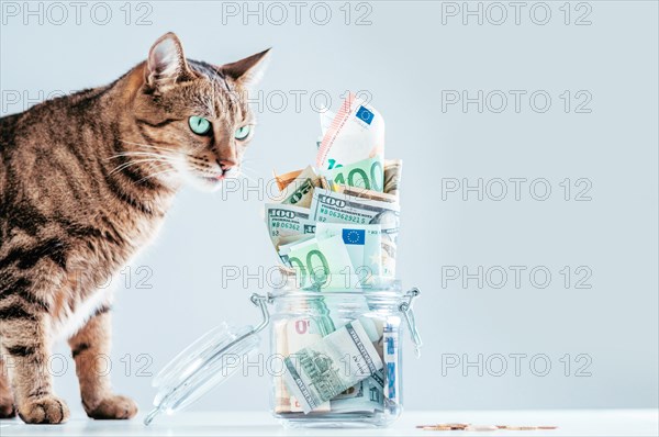 Cat posing on the background of a piggy bank. The concept of expenses for the maintenance of thoroughbred breeds of pets.