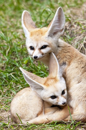 Fennec fox