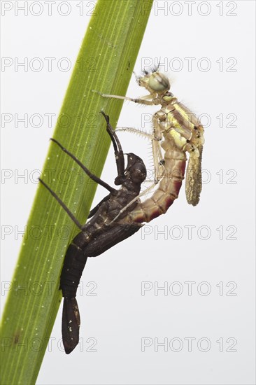 Large red damselfly