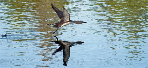 Red-throated diver