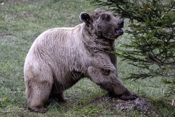 Syrian brown bear