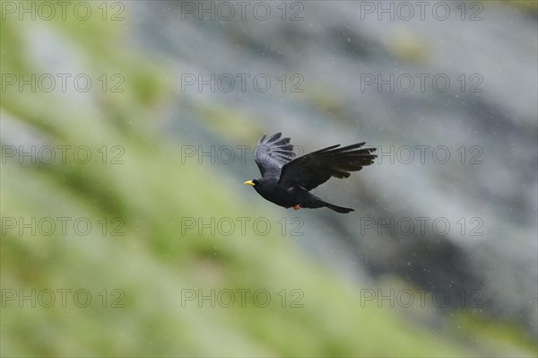 Yellow-billed chough