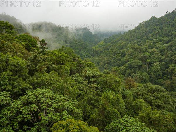 Cloud forest