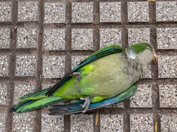 Dead monk parakeet