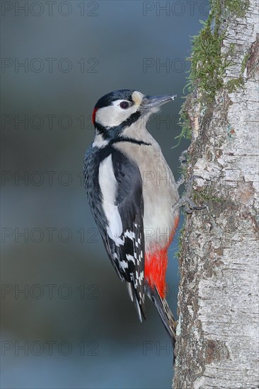 Great spotted woodpecker