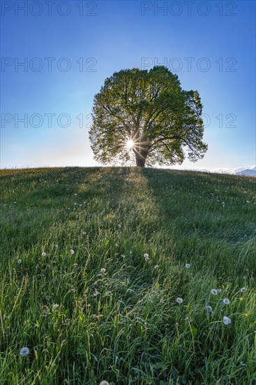 Peace lime tree