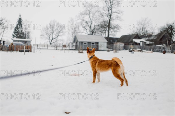 Cute red homeless mongrel playing outdoors in winter at an animal shelter