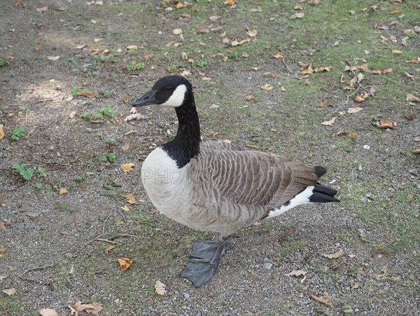 Canada Goose