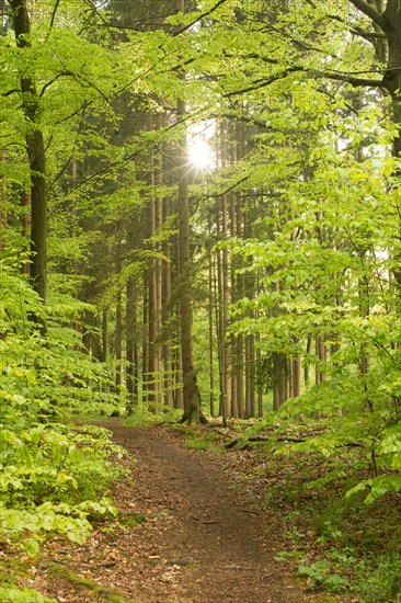 Forest flooded with sunlight with a path radiating peace and tranquillity