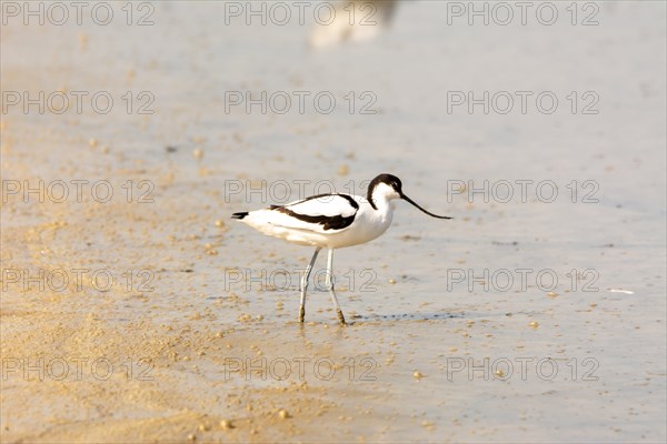 Water bird