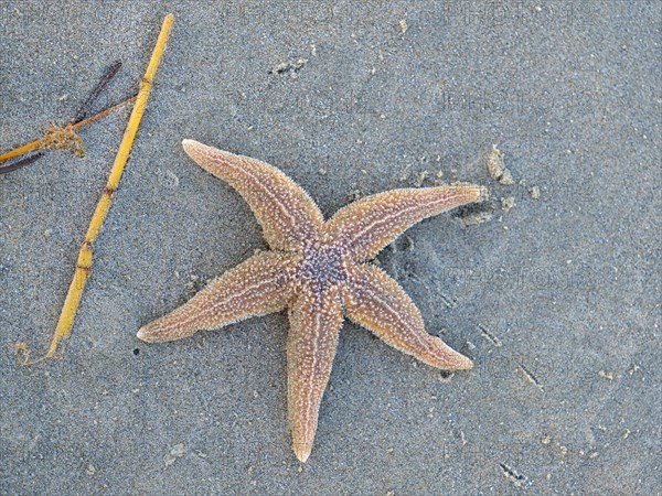 Starfish