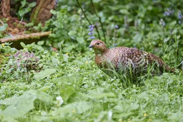 Black grouse