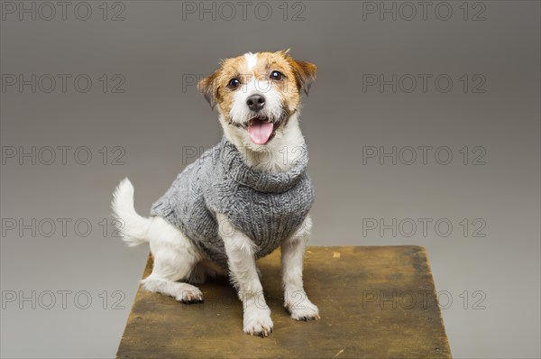 Charming Jack Russell posing in a studio in a warm gray sweater.