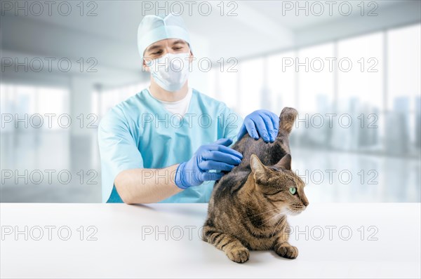 Veterinarian examines a cat on the table. Medical concept. Pets.