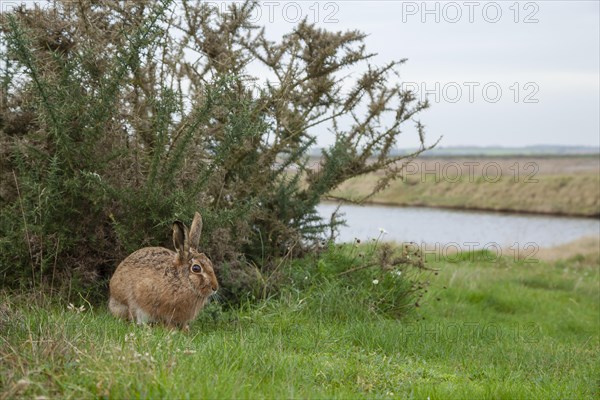 European brown hare