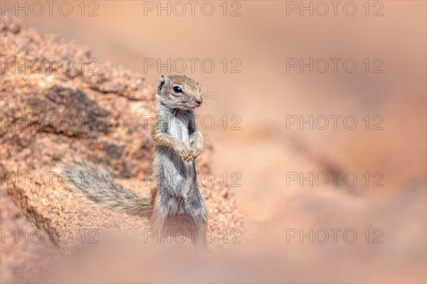 Barbary ground squirrel