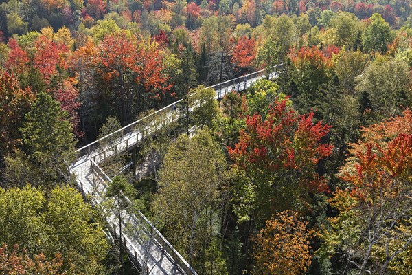 Tree top walkway in autumn